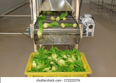 Vegetables In The Automatic Cleaning Equipment, In A Vegetables Production Line