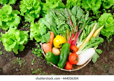 Vegetables Basket In The Vegetable Garden