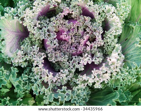 Vegetables cabbage co-lour