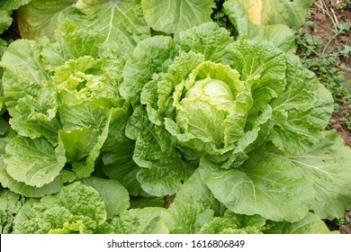 Vegetables In Chinese Traditional Vegetable Garden: Cabbage