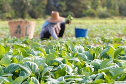 Vegetables Field With Rural Farmer Working Background