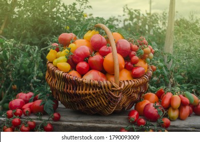 Vegetables freshly harvested from local farmers. Healthy organic vegetables on a wooden background.