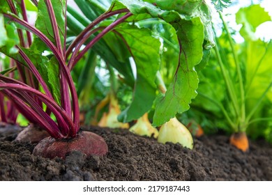 Vegetables grow in the garden. Selective focus. Food.