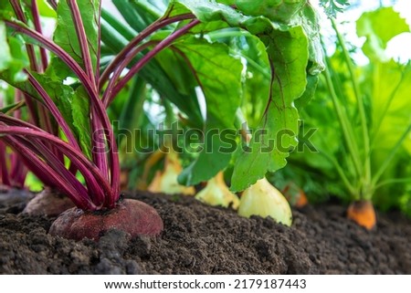 Vegetables grow in the garden. Selective focus. Food.