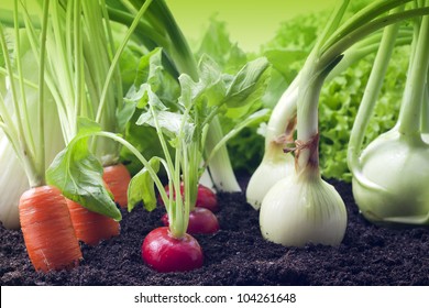 Vegetables Growing In The Garden