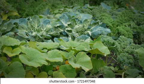 Vegetables growing in a garden