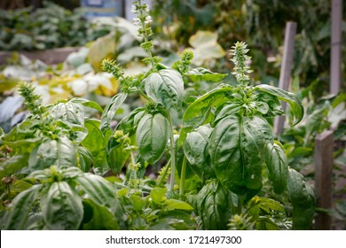Vegetables growing in a garden - basil
