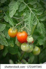 Vegetables growing in a garden - cherry tomatoes