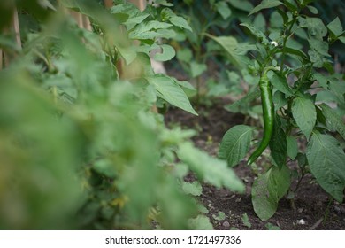 Vegetables growing in a garden - green pepper