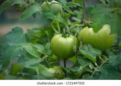 Vegetables growing in a garden - green tomatoes