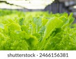 Vegetables are growing in indoor farm. Plant vertical farms producing plant vaccines. Hydroponic of lettuce farm growing in greenhouse for export to the market. 