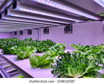 Vegetables Are Growing In Indoor Farm/vertical Farm. Vertical Farming Is Sustainable Agriculture For Future Food.