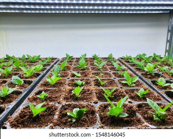 Vegetables Are Growing In Indoor Farm/vertical Farm. Vertical Farming Is Sustainable Agriculture For Future Food.