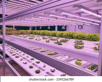 Vegetables are growing in indoor farm/vertical farm. Plants on vertical farms grow with led lights. Vertical farming is sustainable agriculture for future food.