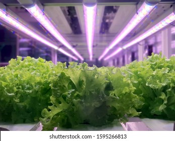 Vegetables Are Growing In Indoor Farm/vertical Farm. Plants On Vertical Farms Grow With Led Lights. Vertical Farming Is Sustainable Agriculture For Future Food.