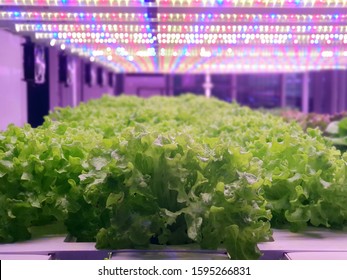 Vegetables Are Growing In Indoor Farm/vertical Farm. Plants On Vertical Farms Grow With Led Lights. Vertical Farming Is Sustainable Agriculture For Future Food.