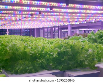 Vegetables Are Growing In Indoor Farm/vertical Farm. Plants On Vertical Farms Grow With Led Lights. Vertical Farming Is Sustainable Agriculture For Future Food.