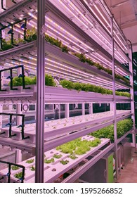 Vegetables Are Growing In Indoor Farm/vertical Farm. Plants On Vertical Farms Grow With Led Lights. Vertical Farming Is Sustainable Agriculture For Future Food.