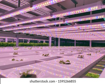 Vegetables Are Growing In Indoor Farm/vertical Farm. Plants On Vertical Farms Grow With Led Lights. Vertical Farming Is Sustainable Agriculture For Future Food.