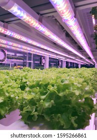 Vegetables Are Growing In Indoor Farm/vertical Farm. Plants On Vertical Farms Grow With Led Lights. Vertical Farming Is Sustainable Agriculture For Future Food.