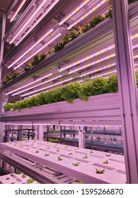 Vegetables Are Growing In Indoor Farm/vertical Farm. Plants On Vertical Farms Grow With Led Lights. Vertical Farming Is Sustainable Agriculture For Future Food.