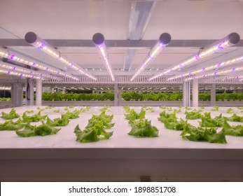 Vegetables Are Growing In Indoor Farm(vertical Farm). Vertical Farming Is Sustainable Agriculture For Future Food And Used For Plant Vaccine.