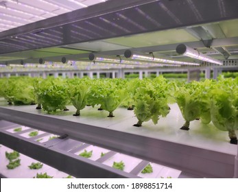 Vegetables Are Growing In Indoor Farm(vertical Farm). Vertical Farming Is Sustainable Agriculture For Future Food And Used For Plant Vaccine.