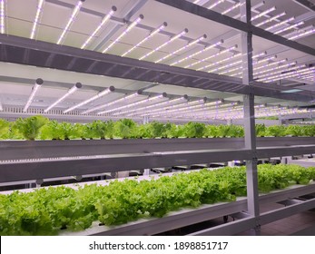 Vegetables Are Growing In Indoor Farm(vertical Farm). Vertical Farming Is Sustainable Agriculture For Future Food And Used For Plant Vaccine.