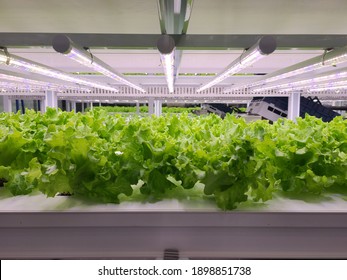 Vegetables Are Growing In Indoor Farm(vertical Farm). Vertical Farming Is Sustainable Agriculture For Future Food And Used For Plant Vaccine.