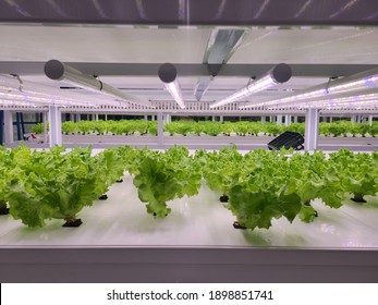 Vegetables Are Growing In Indoor Farm(vertical Farm). Vertical Farming Is Sustainable Agriculture For Future Food And Used For Plant Vaccine.