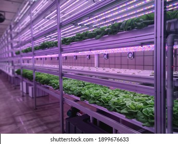 Vegetables Are Growing In Indoor Farm(vertical Farm). Plants On Vertical Farms Grow With Led Lights. Vertical Farming Is Sustainable Agriculture For Future Food And Used For Plant Vaccine.