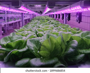 Vegetables Are Growing In Indoor Farm(vertical Farm). Plants On Vertical Farms Grow With Led Lights. Vertical Farming Is Sustainable Agriculture For Future Food And Used For Plant Vaccine.