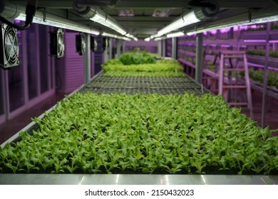 Vegetables Are Growing In Indoor Farm(vertical Farm). Plants On Vertical Farms Grow With Led Lights. Vertical Farming Is Sustainable Agriculture For Future Food And Used For Plant Vaccine.