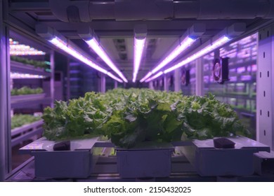 121,018 Vertical agriculture Images, Stock Photos & Vectors | Shutterstock