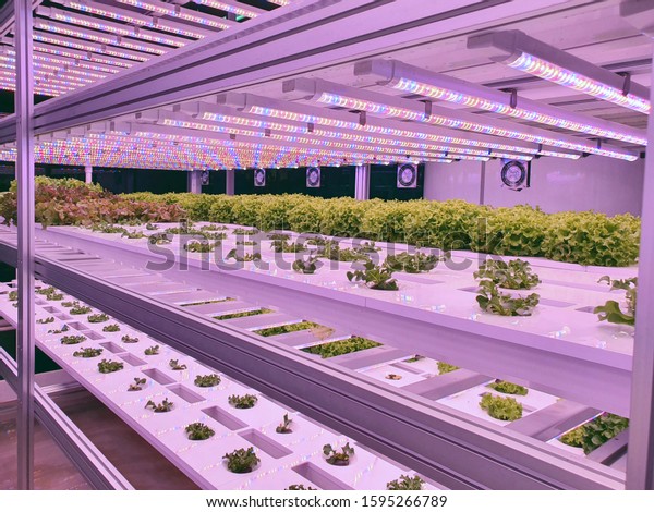 Vegetables are growing in indoor\
farm/vertical farm. Plants on vertical farms grow with led lights.\
Vertical farming is sustainable agriculture for future\
food.