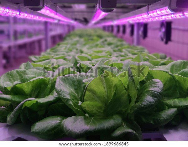 Vegetables\
are growing in indoor farm(vertical farm). Plants on vertical farms\
grow with led lights. Vertical farming is sustainable agriculture\
for future food and used for plant\
vaccine.
