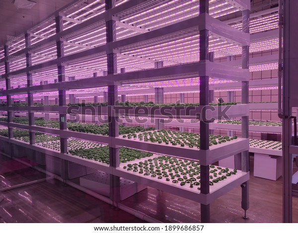 Vegetables
are growing in indoor farm(vertical farm). Plants on vertical farms
grow with led lights. Vertical farming is sustainable agriculture
for future food and used for plant
vaccine.
