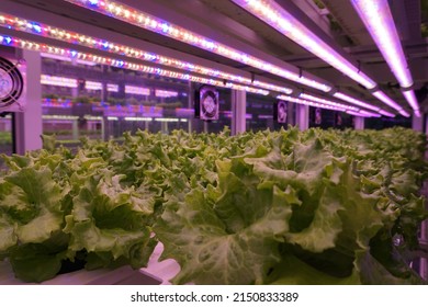 Vegetables are growing in smart farm(vertical farm). Plants on vertical farms grow with led lights. Vertical farming is sustainable agriculture for future food and used for plant vaccine.