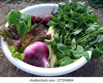 Vegetables And Herbs From The Companion Planting Garden. 