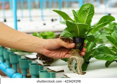 Vegetables Hydroponics