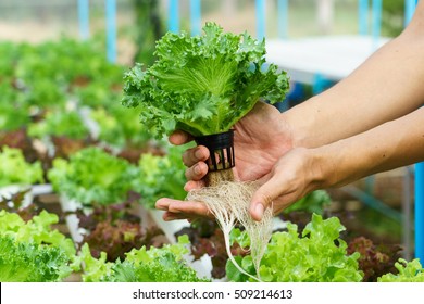 Vegetables Hydroponics