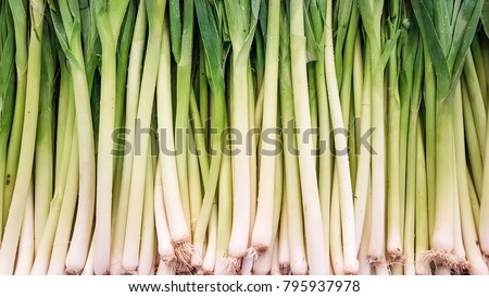 The vegetables; leek