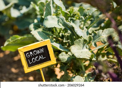 Vegetables In Local Community Garden In Middle Of The Summer.