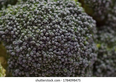 Vegetables: Macro View of florets of a broccoli fruit. 