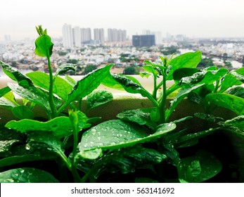 Vegetables Mini Garden Farm On Rooftop In Urban City