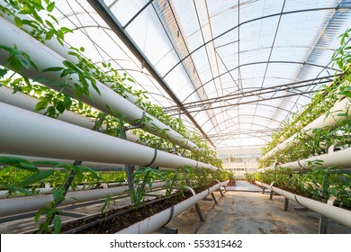 Vegetables Plants Growing In A Greenhouse Witch Made From Metal Profile - Powered by Shutterstock