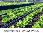 Vegetables in the plot. Mustard greens growing in the garden on an organic farm. Hydroponic vegetable farm grown in soil plots. Drip irrigation system.