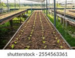 Vegetables in the plot. Mustard greens growing in the garden on an organic farm. Hydroponic vegetable farm grown in soil plots. Drip irrigation system. indoor vegetable plant. Green salad farm. Green 