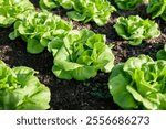 Vegetables in the plot. Mustard greens growing in the garden on an organic farm. Hydroponic vegetable farm grown in soil plots. Drip irrigation system. indoor vegetable plant. Green salad farm. Green 