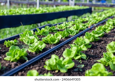 Vegetables in the plot. Mustard greens growing in the garden on an organic farm. Hydroponic vegetable farm grown in soil plots. Drip irrigation system.